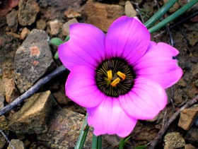 Őszi Fokföldi csillagvirág - Romulea autumnalis, Romulea autumnalis, virág